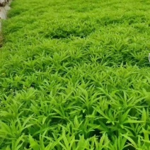 芦蒿