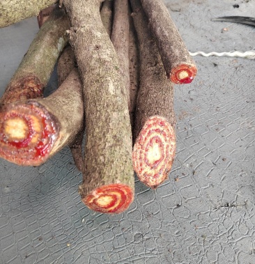 [大血藤批发]大血藤,纯野生深山大血藤价格3.00元/斤 - 一亩田