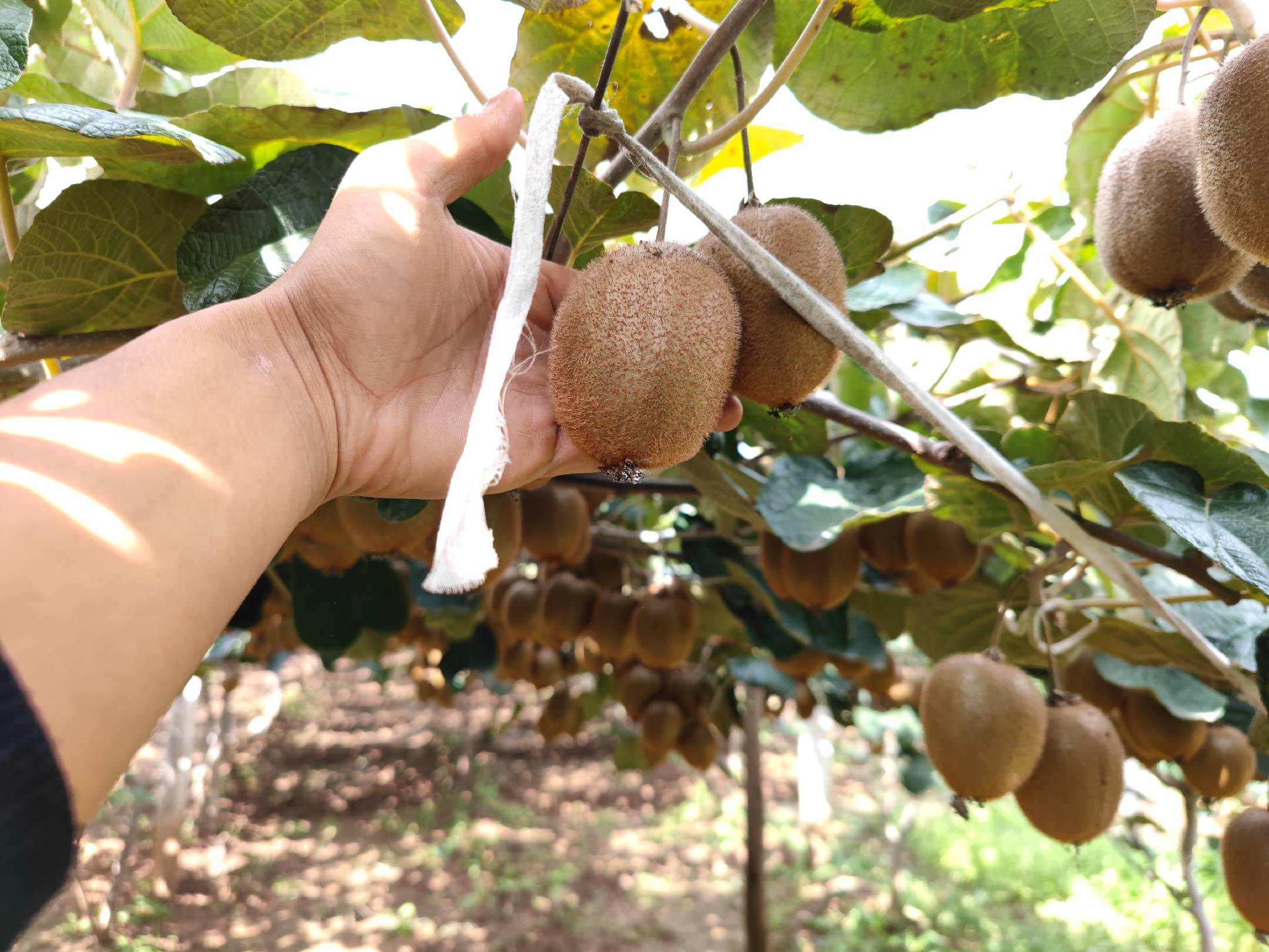 农户采摘海沃德猕猴桃场景