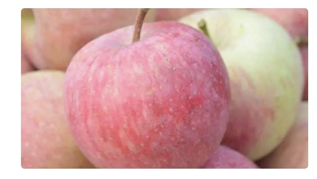 小国光苹果特写,展示其红黄相间的果皮和细腻果肉 小国光苹果特写