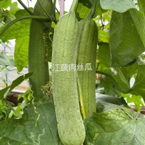 江蔬肉丝瓜早熟肉丝瓜杂交品种耐低温耐老化风味佳