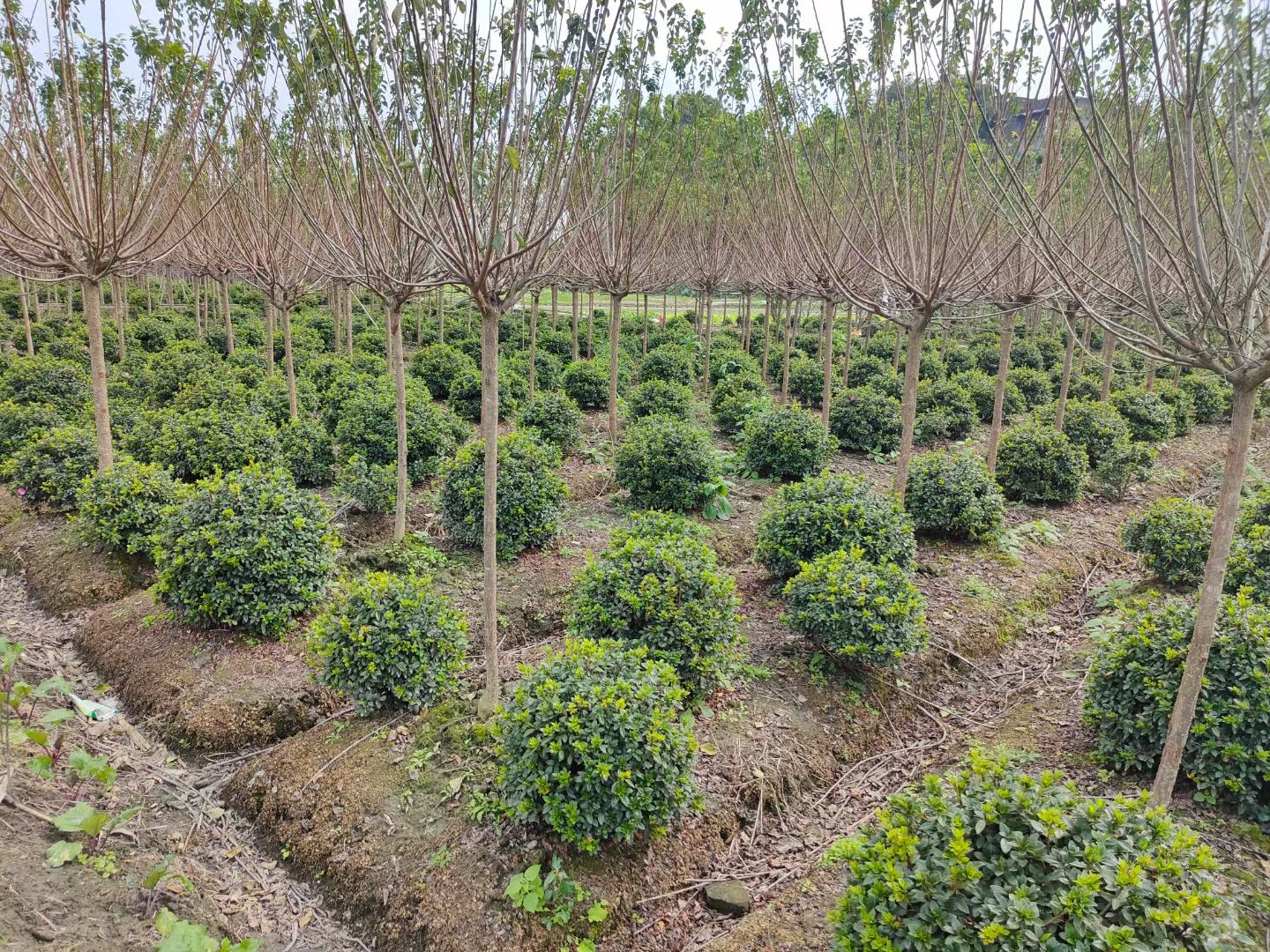 家庭成员在阳台欣赏红梅,背景为城市天际线,营造出自然与都市和谐共生的画面 红梅与家庭生活和谐共处
