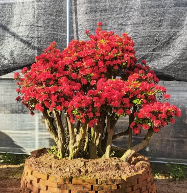 [杜鹃花盆景批发]进口红珊瑚杜鹃球,室内室外均可种植价格300.