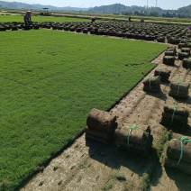 台湾草皮、台湾草草卷、大量供应、