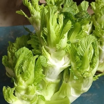贵州儿菜