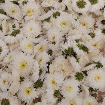 大板菊干货