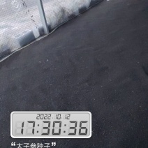 太子参种子