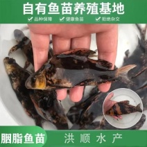 优质胭脂名贵鱼淡水鱼苗大口胭脂活体淡水活体