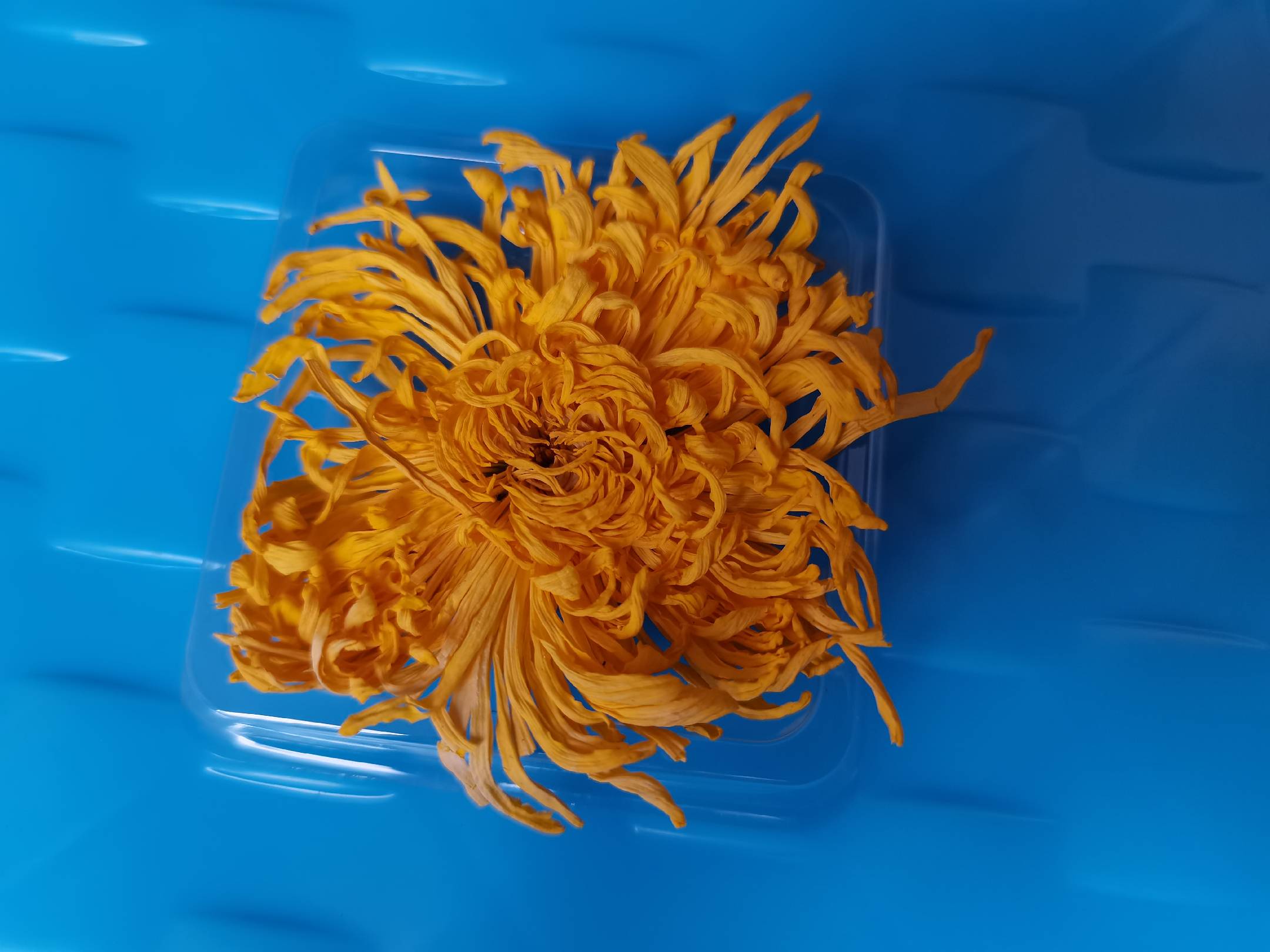 菊花枸杞决明子茶冲泡图