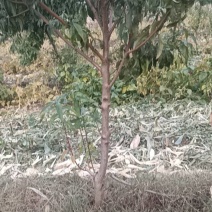 桃树