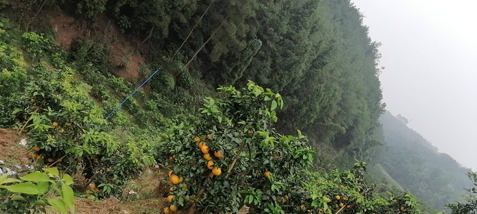 阳光充足的山坡果园中,成片的爱媛橙树挂满橙红色果实,农民正在采摘成熟的果实,展现生态种植环境 爱媛橙果园实景图