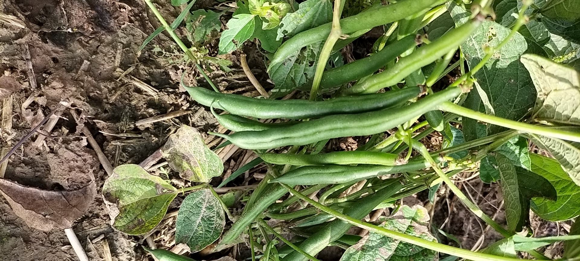 四季豆与芸豆植物对比图