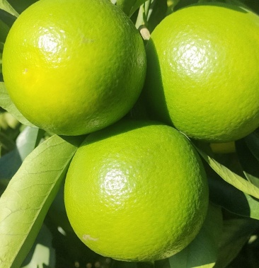 [冰糖橙批发]广西扶绥白心橙大量上市价格1.00元/斤 - 一亩田