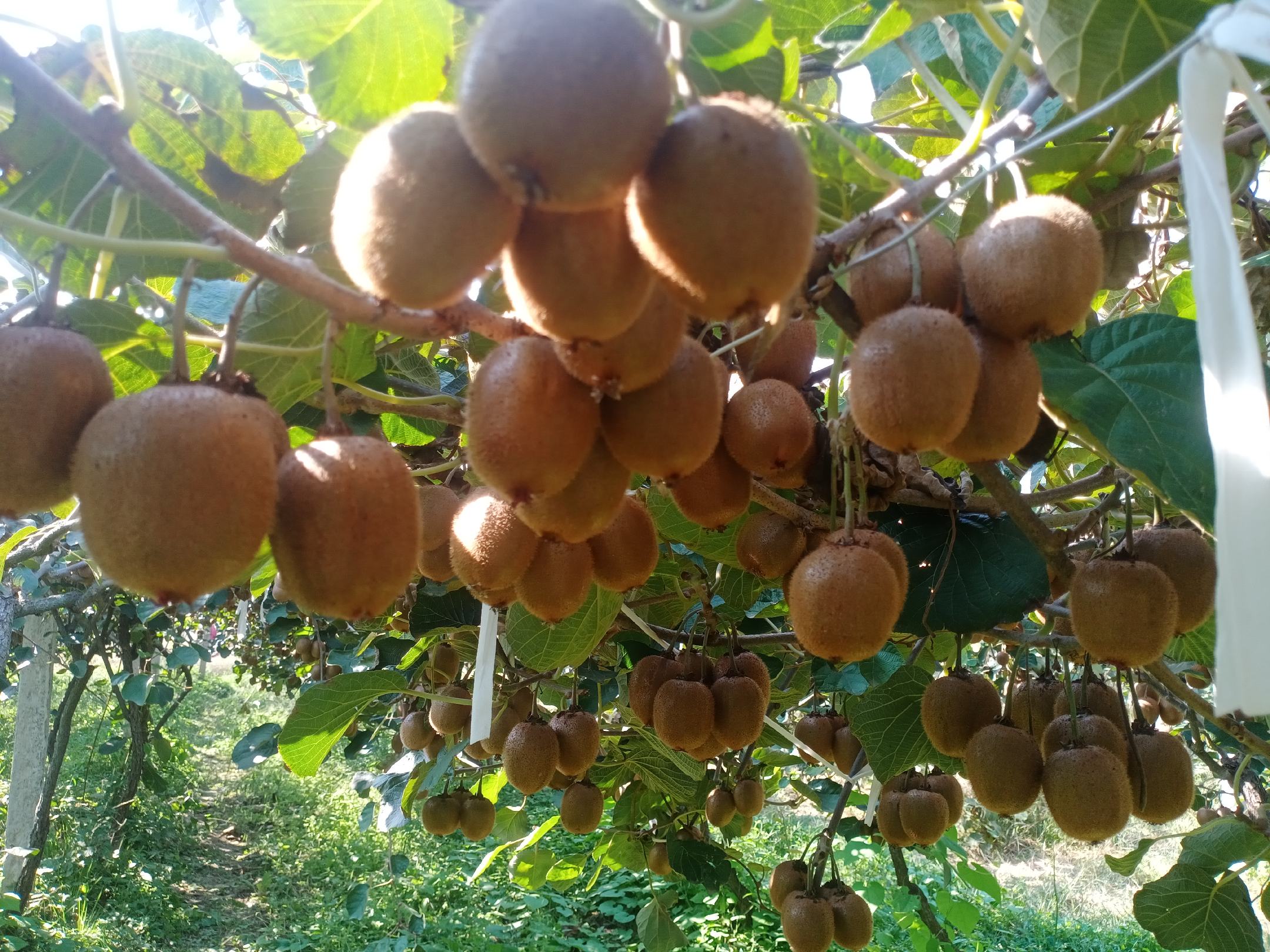 海沃德猕猴桃果园