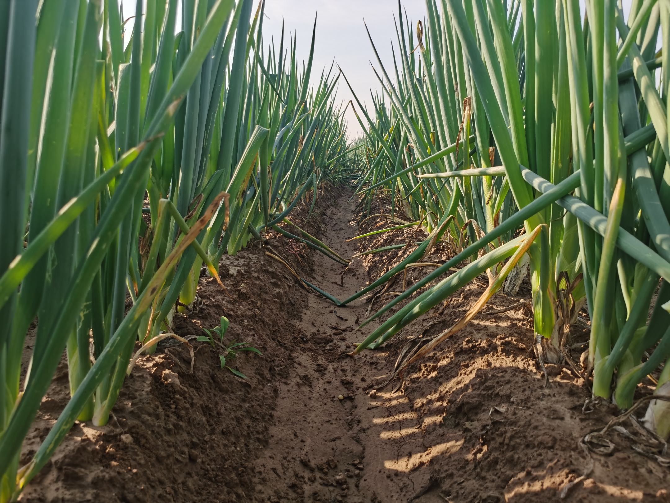 山西省运城市盐湖区某现代农业示范园内的大葱种植区,采用机械化起垄与微喷灌系统,葱苗排列整齐,叶色浓绿有光泽,田间设有气象监测站与土壤传感器,体现智慧农业管理模式 运城大葱标准化种植示范区