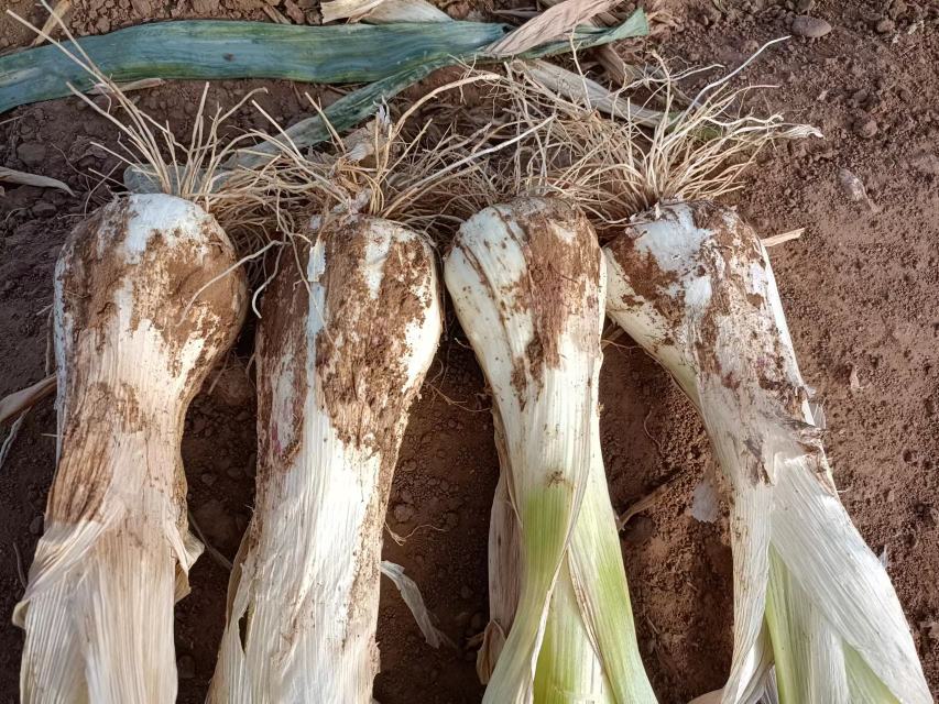 多根新鲜鸡腿葱并列摆放,葱白洁白光亮,葱叶翠绿挺拔,根部微微膨大呈鸡腿状。托盘为原木色,背景模糊呈现农田景象,阳光充足,体现生态种植环境 新鲜采摘的鸡腿葱整齐摆放在木质托盘上,背景为绿色农田