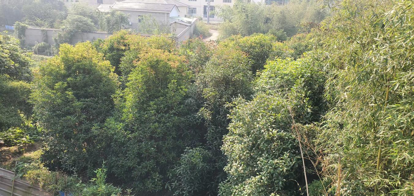 四季桂盆栽在阳台上