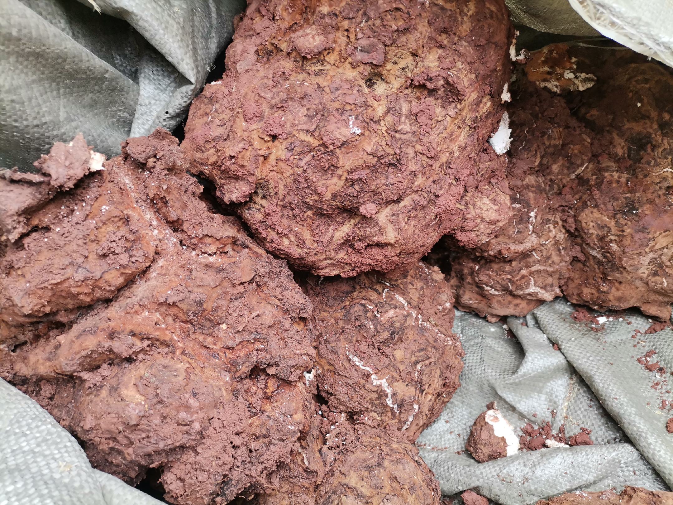 白术、白芷、白茯苓三种中药材的实物对比图,清晰展示其形态特征 中药材白术白芷白茯苓实物图