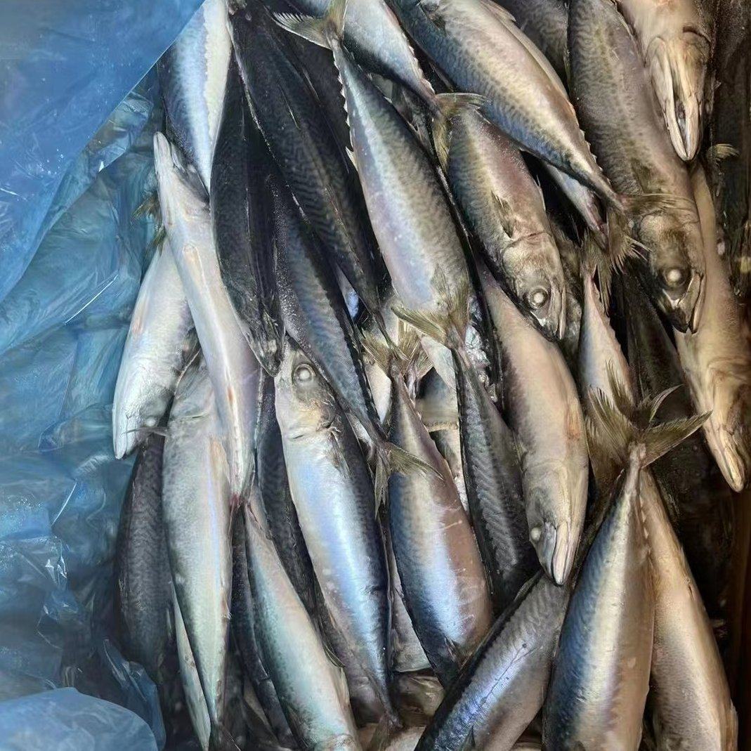 [鲐鲅鱼批发]河北保定高碑店市鲅鱼 85.00元/件鲅鱼 新鲜船 _ 一亩田
