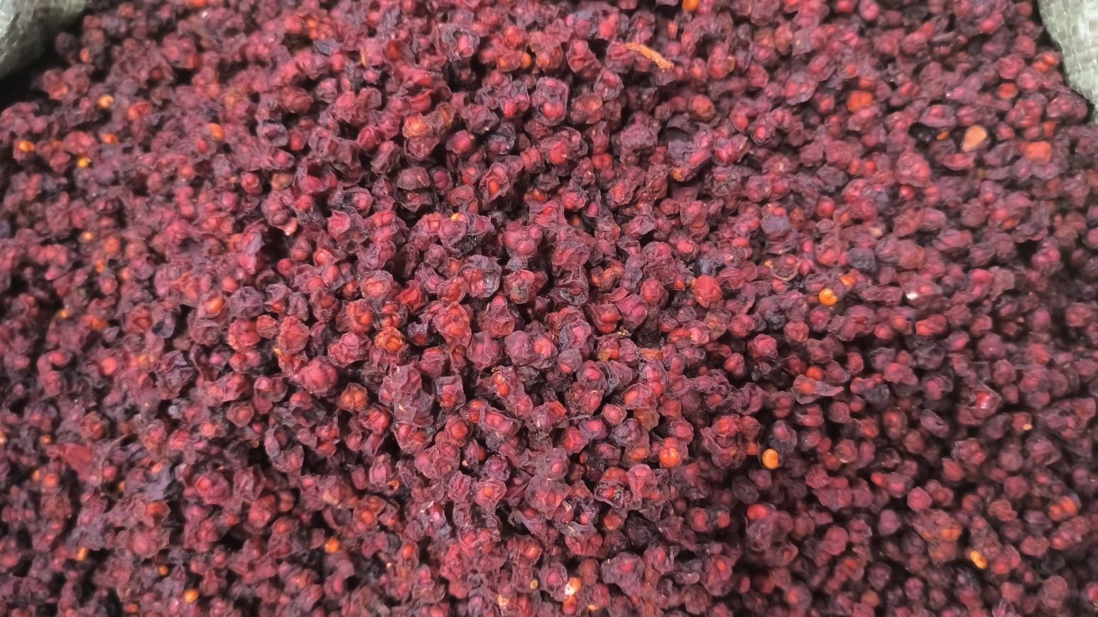 五味子与北五味子对比图