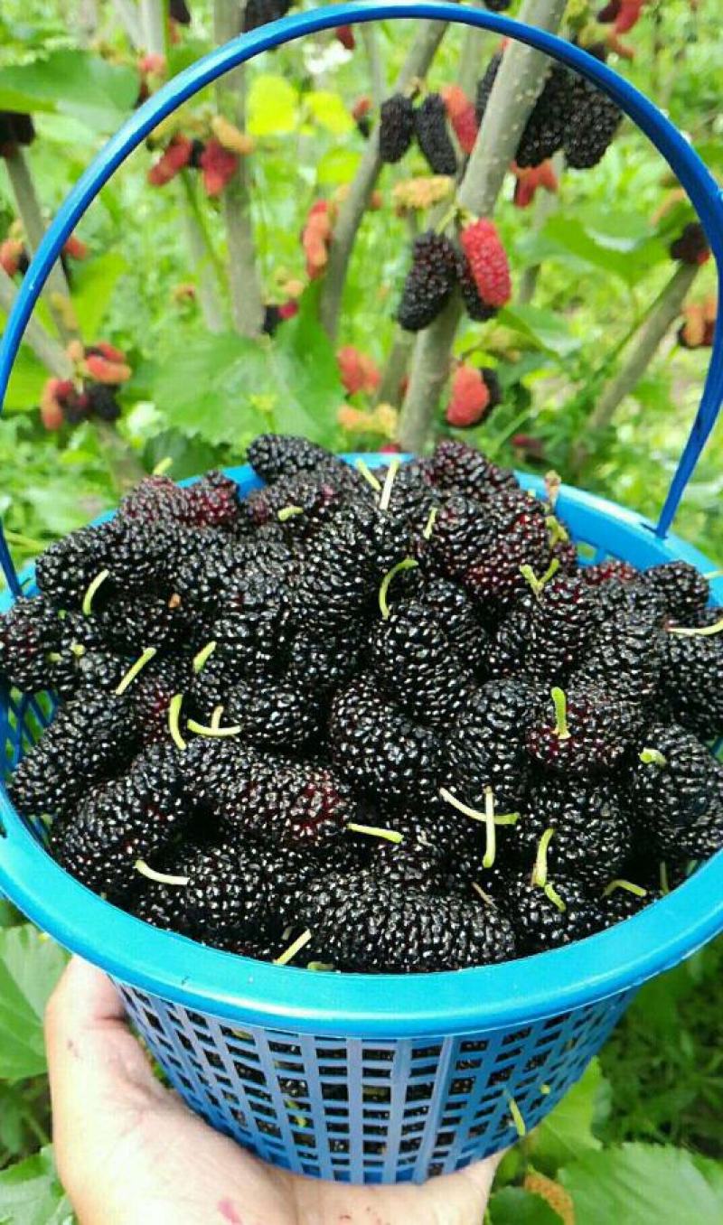 无籽大果桑苗无籽大十果桑苗桑椹苗桑果苗批发