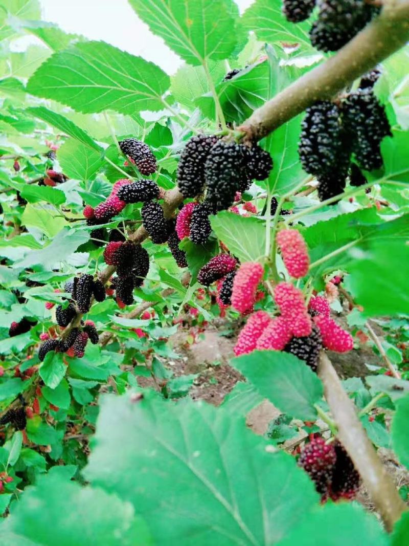 无籽大果桑苗无籽大十果桑苗桑椹苗桑果苗批发