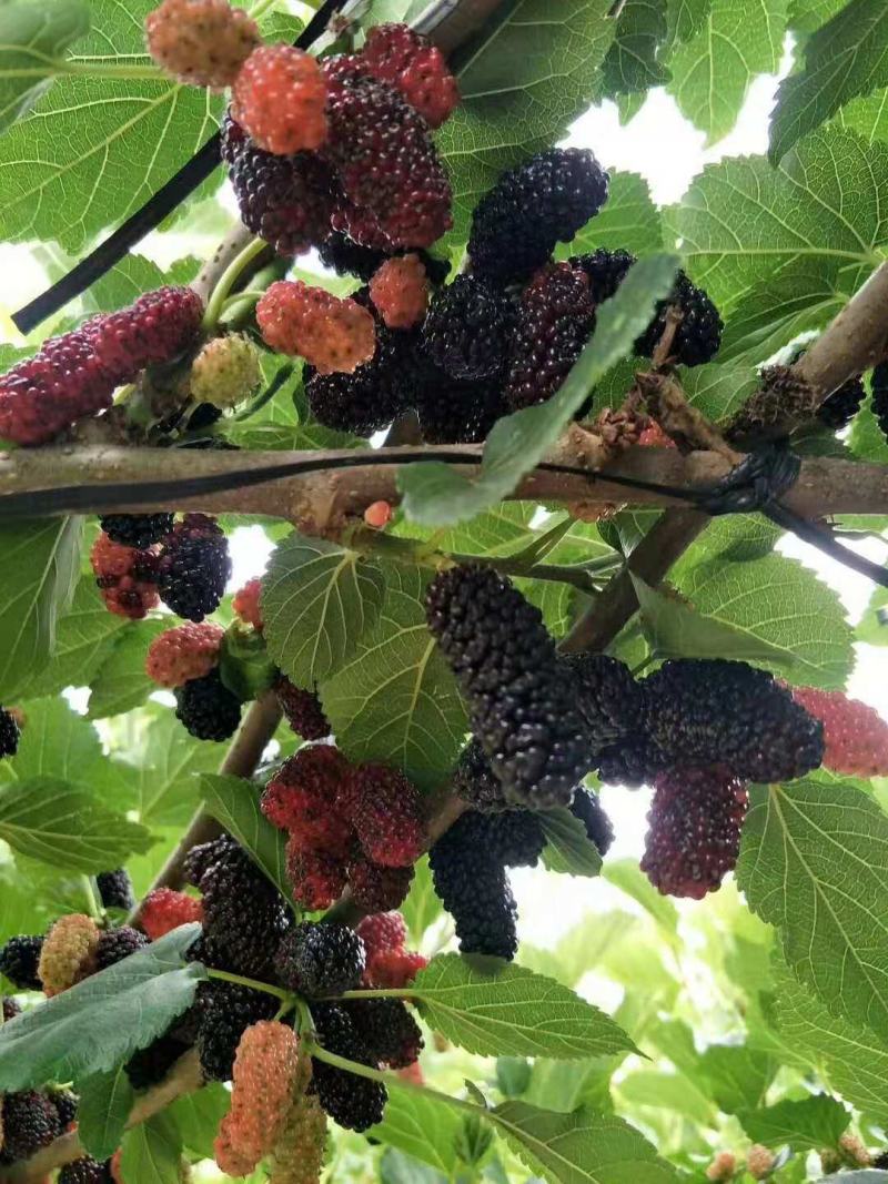 无籽大果桑苗无籽大十果桑苗桑椹苗桑果苗批发