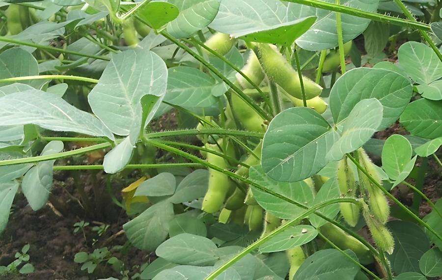 大豆甙元分子结构图