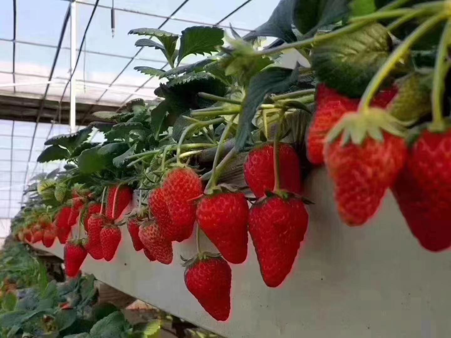专业科研场景实拍:现代化植物化学实验室中,技术人员正在进行甜橙素活性成分定量分析,突出HPLC仪器屏幕上标准品对照峰与样品峰的精准匹配,体现甜橙素质量控制的科学性与严谨性 实验室场景:白大褂科研人员手持蓝色玻璃离心管,管内盛有金黄色澄澈液体(甜橙素提取液),背景为带校准曲线的HPLC分析仪屏幕,屏幕上清晰显示橙皮苷(Hesperidin)与柠檬苦素(Limonin)双峰图谱