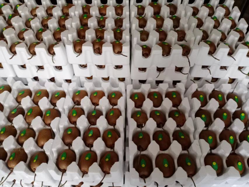 敦煌猕猴桃包装与冷链运输场景