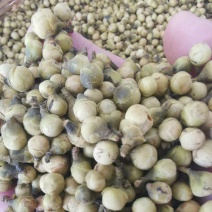 金花茶花蕾，0添加。