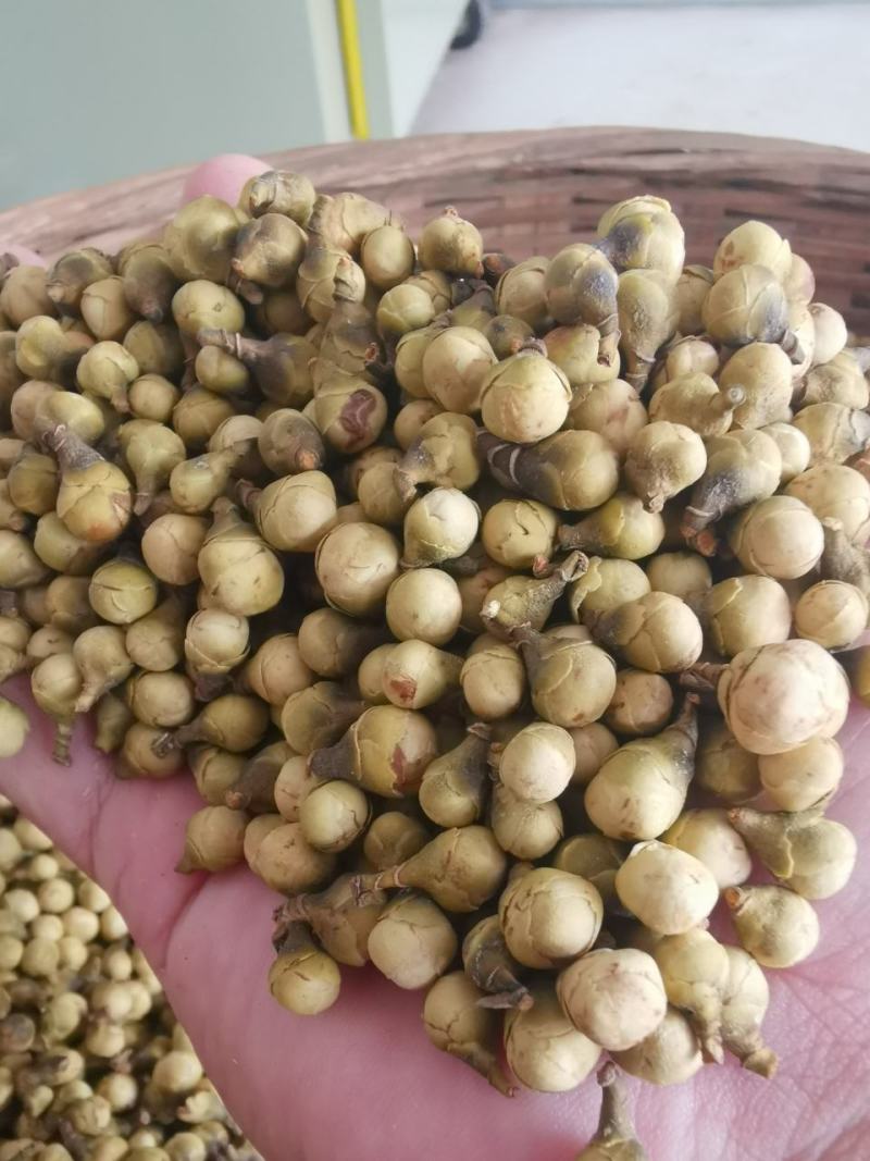 金花茶花蕾0添加