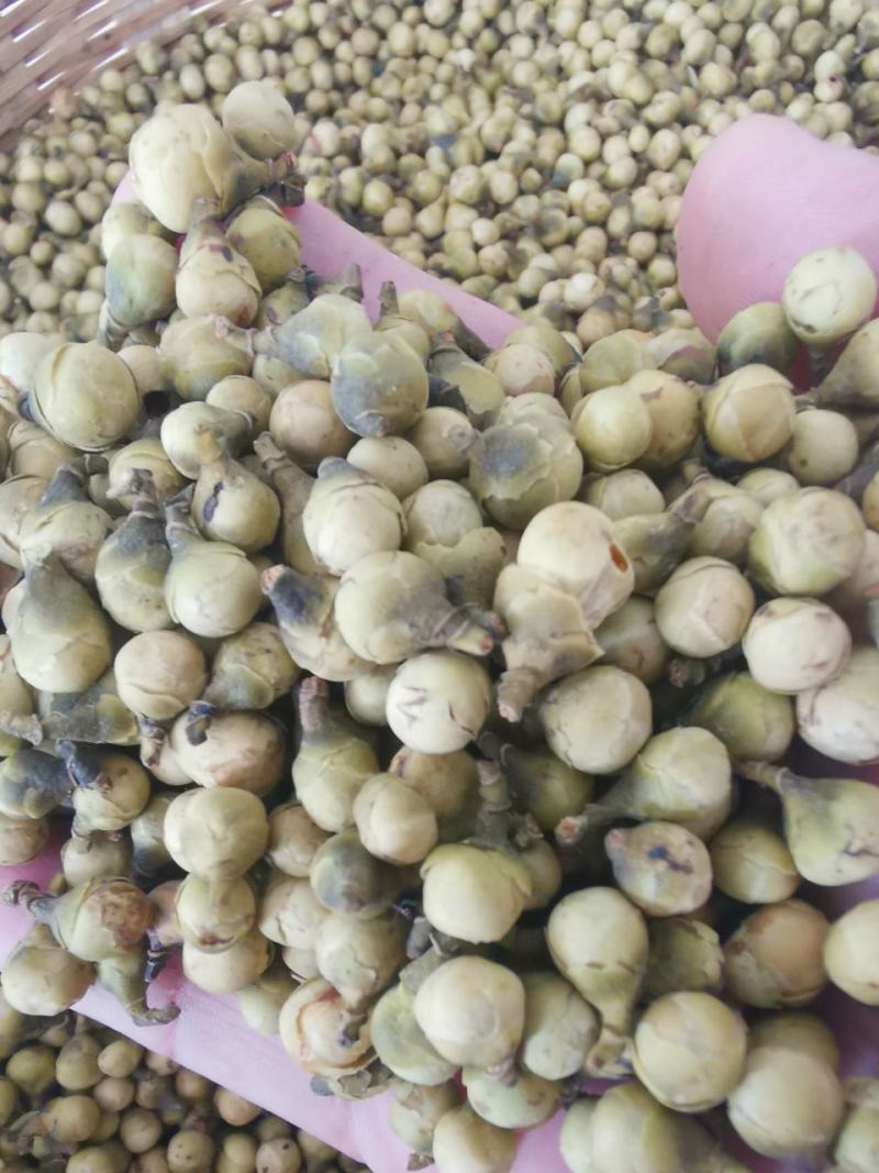 金花茶花蕾0添加