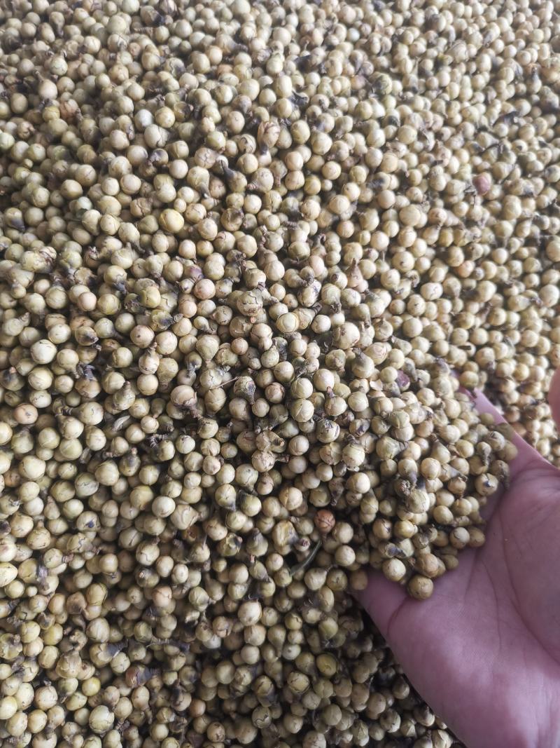 金花茶花蕾0添加