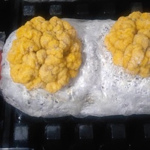 金耳菌包