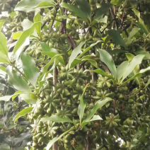 古龙大红八角嫁接苗基地直供支持大量批发量大优惠