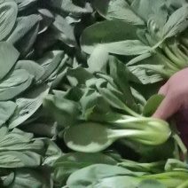 南通青菜大量有货可供应包子厂各大食堂