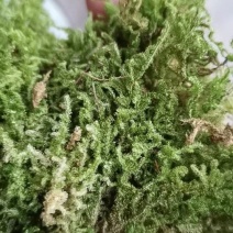 地苔藓