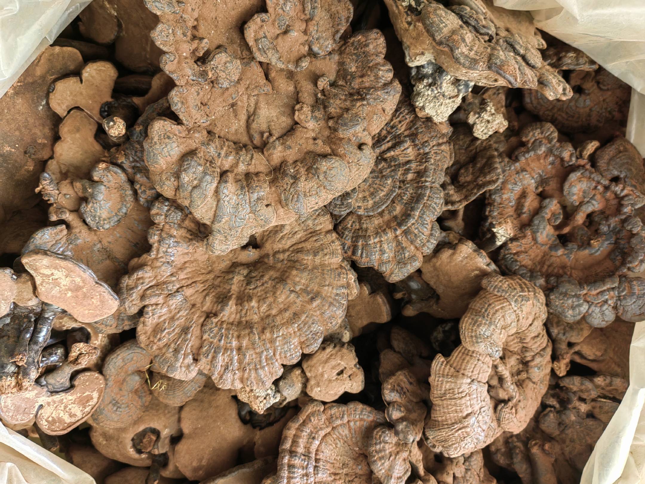 竹灵芝自然生长在竹节上的特写照片,展示其红色光泽和木质纹理 竹灵芝的外观特写