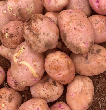 [合作88号土豆批发]合作88号土豆价格2.30元/公斤 - 一亩田