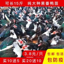 【质量三包】大种黑番鸭苗满1000送50只