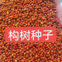 构树种子自产自销