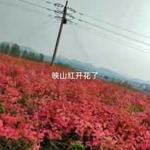 杜鹃映山红黄杜鹃苗一手货源量大优惠欢迎基地考察