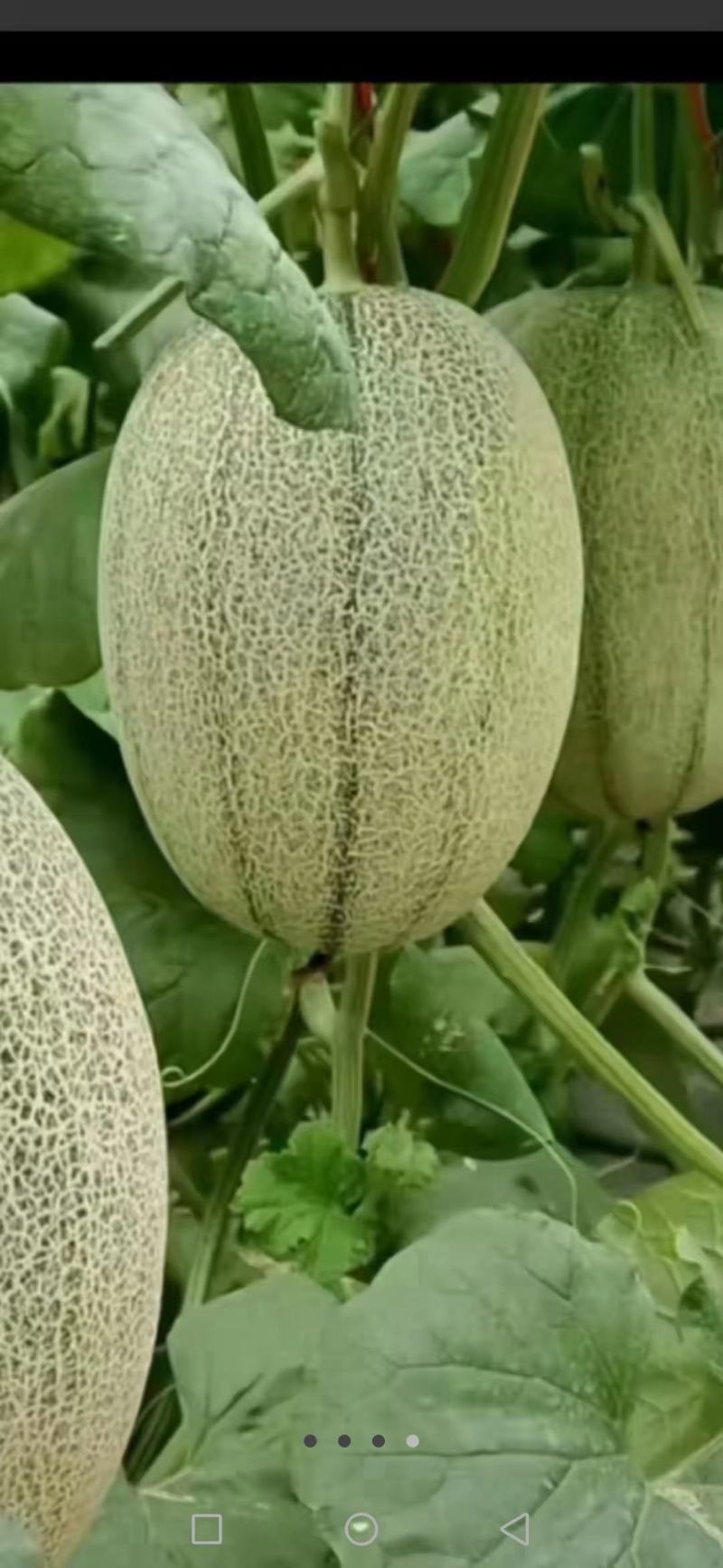 山东潍坊网纹甜瓜小蜜甜瓜西州蜜甜瓜产地批发