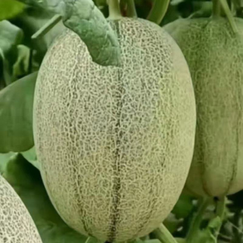 山东潍坊网纹甜瓜小蜜甜瓜西州蜜甜瓜产地批发