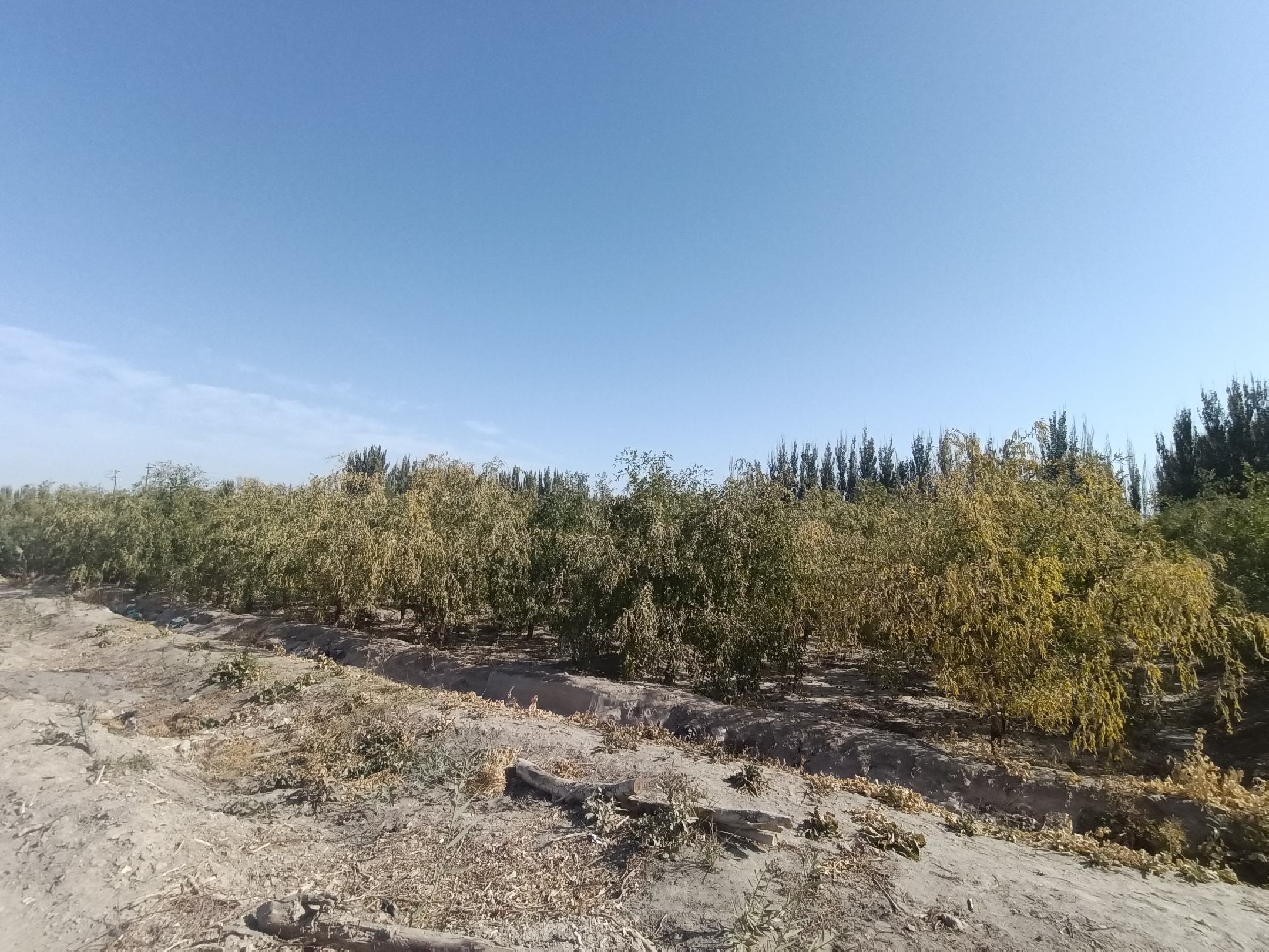 中东椰枣种植园航拍