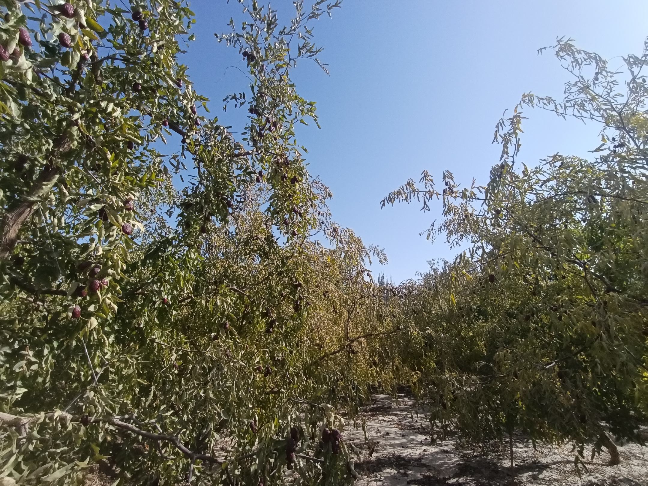 臻枣产地环境示意