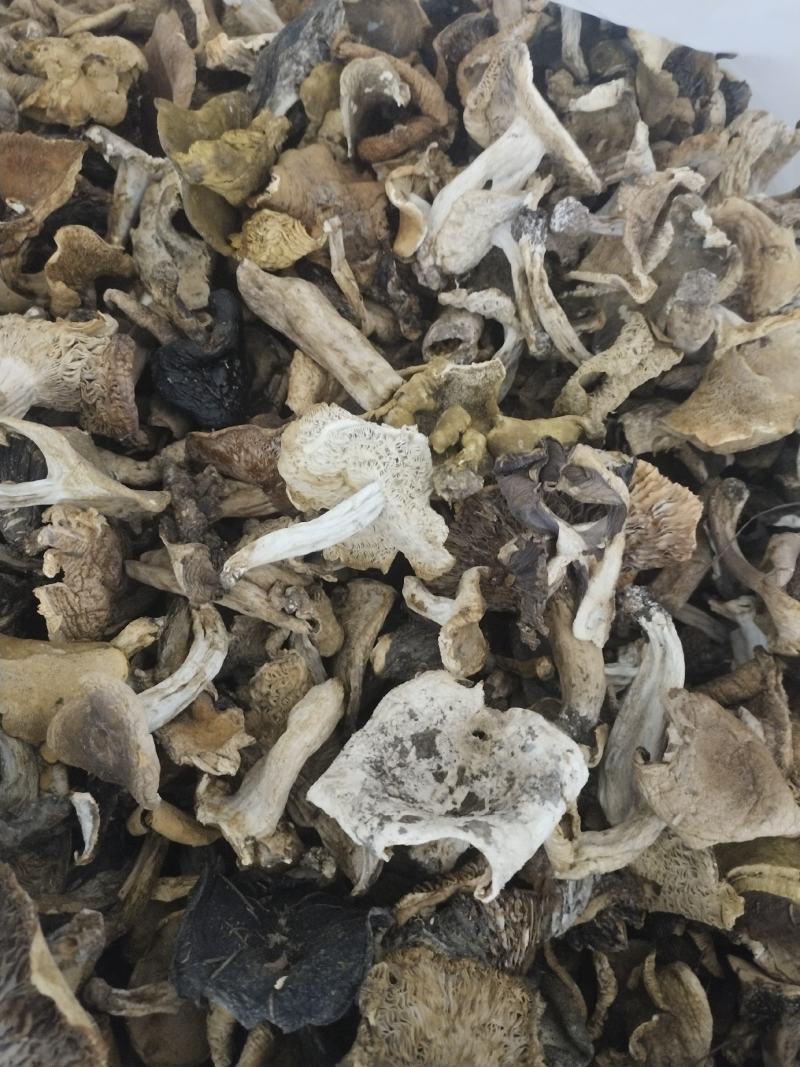 野生菌杂菌,野生菌白杂,工厂菌菇原料,野生菌火锅原料杂菇