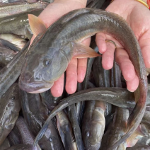 海鲜海鱼沙光鱼冷冻新鲜小龙鱼海鲶鱼深海水产海鱼类鲜活速冻