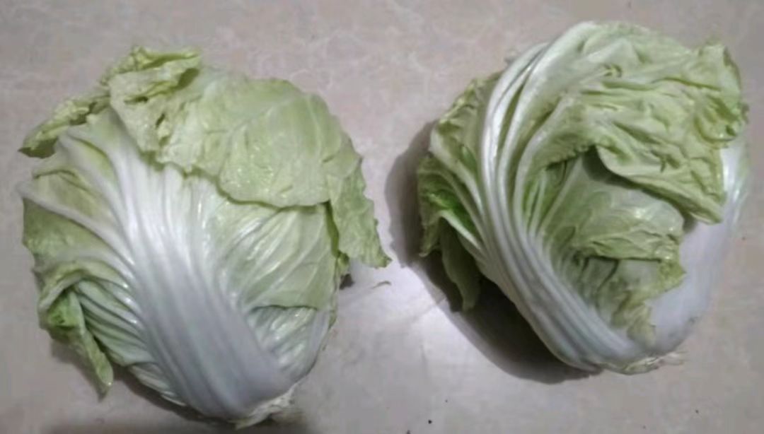 夏阳白菜烹饪对比图：左为清炒夏阳白菜（翠绿油亮，叶片完整无萎蔫），右为焯水凉拌夏阳白菜（色泽鲜亮，配紫苏叶与芝麻，凸显其夏季清爽食用场景）